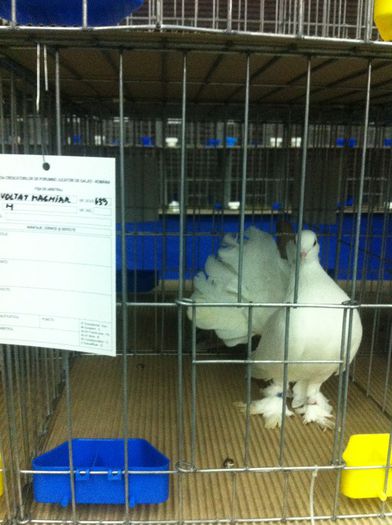 IMG_1489 - Expozitie 2013 - Expofauna