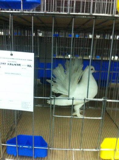 IMG_1492 - Expozitie 2013 - Expofauna