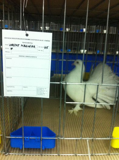 IMG_1493 - Expozitie 2013 - Expofauna