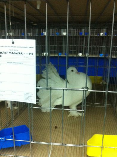 IMG_1497 - Expozitie 2013 - Expofauna