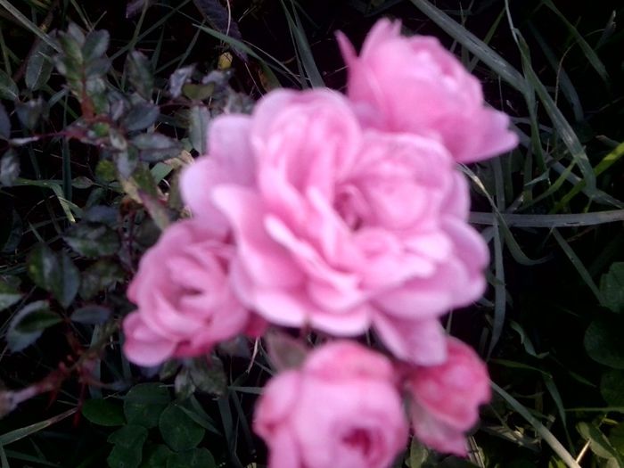 Fotografie9219 - talmes-balmes 2013