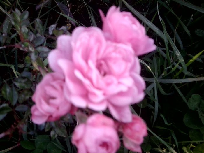 Fotografie9220 - talmes-balmes 2013