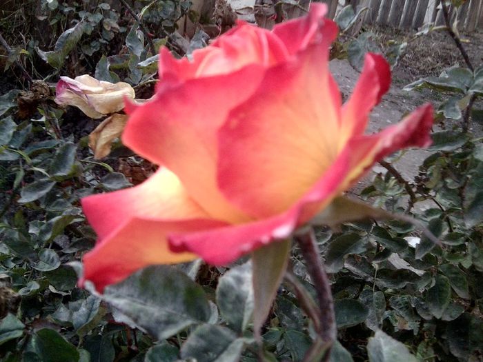 Fotografie9222 - talmes-balmes 2013