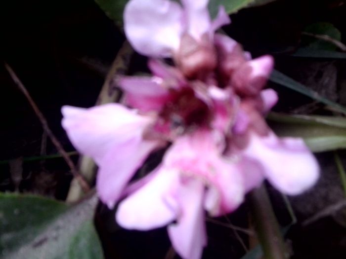 Fotografie9227 - talmes-balmes 2013