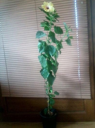 Fotografie9228 - talmes-balmes 2013