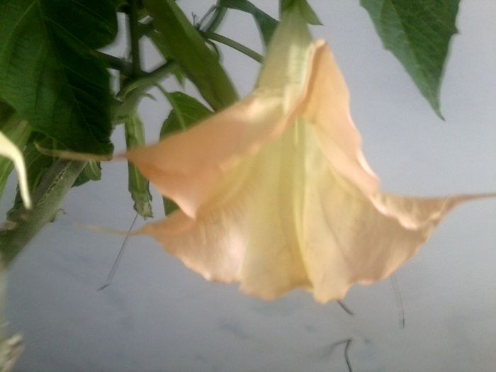 Fotografie9256 - talmes-balmes 2013