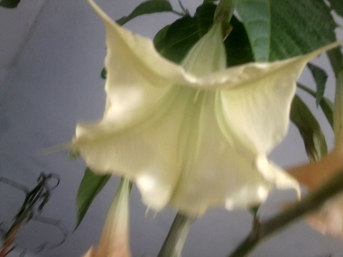 Fotografie9257 - talmes-balmes 2013