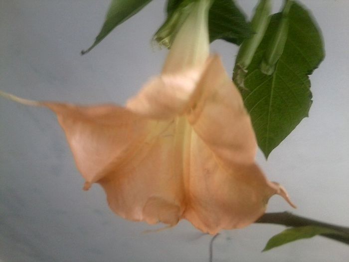 Fotografie9259 - talmes-balmes 2013