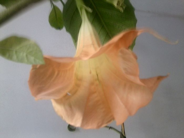 Fotografie9263 - talmes-balmes 2013