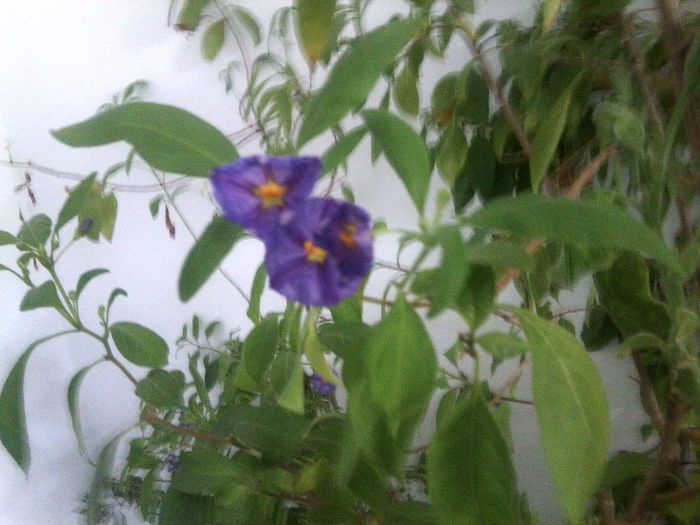 Fotografie9264 - talmes-balmes 2013