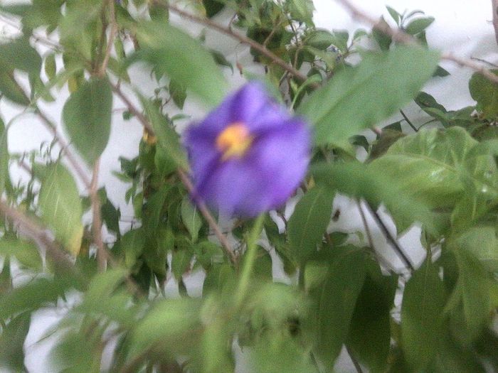 Fotografie9265 - talmes-balmes 2013