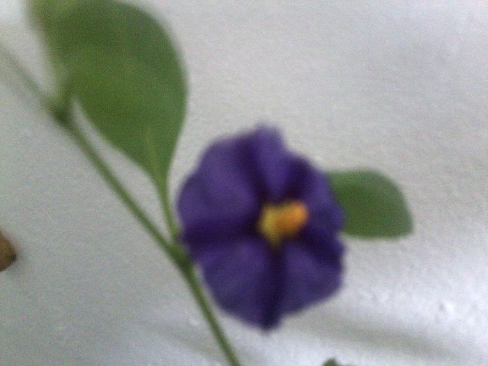 Fotografie9268 - talmes-balmes 2013