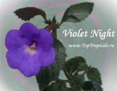 violet night-10 lei-epuizat - Vanzare achi-INDISPONIBIL