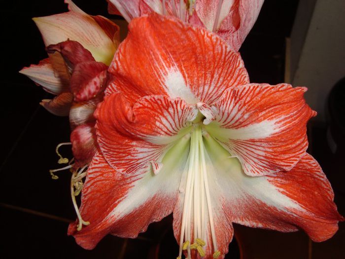 DSC09429 - amaryllis 2014