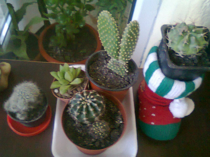 Fotografie2551 - cactusi