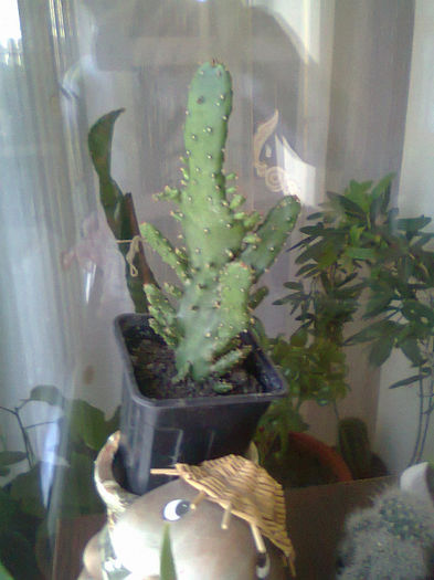 Fotografie2552 - cactusi