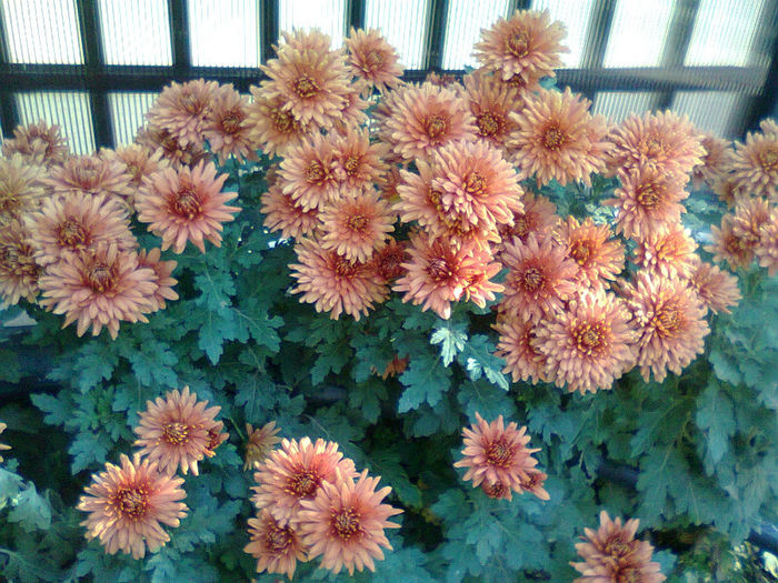 Fotografie2501 - Crizanteme-tufanici