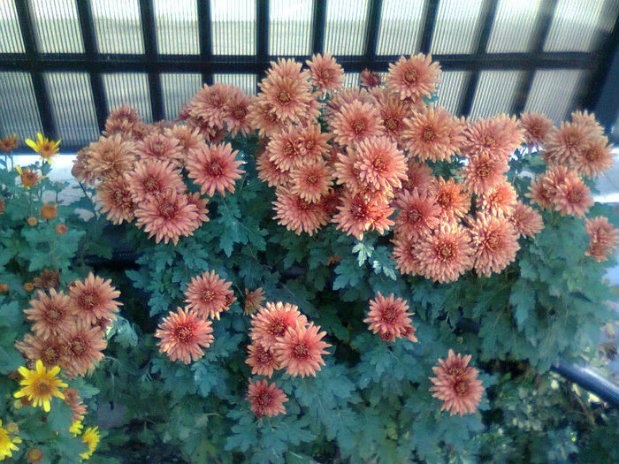 Fotografie2499 - Crizanteme-tufanici