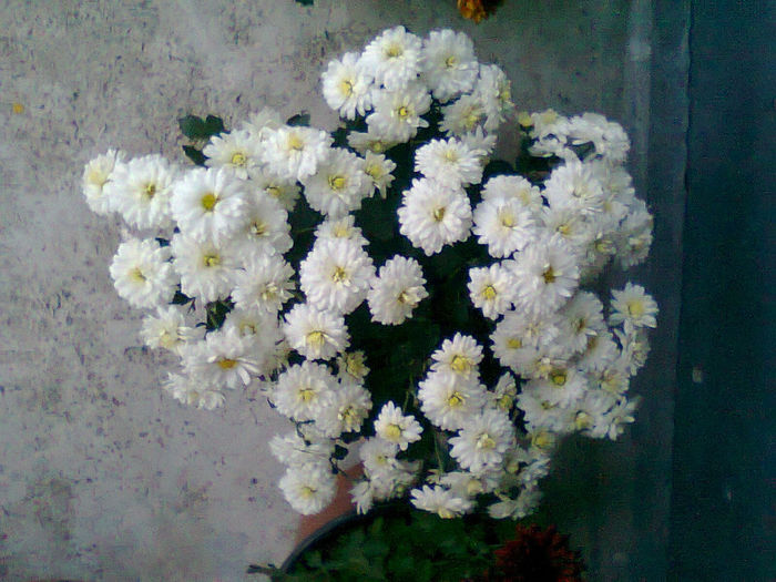 Fotografie2507 - Crizanteme-tufanici