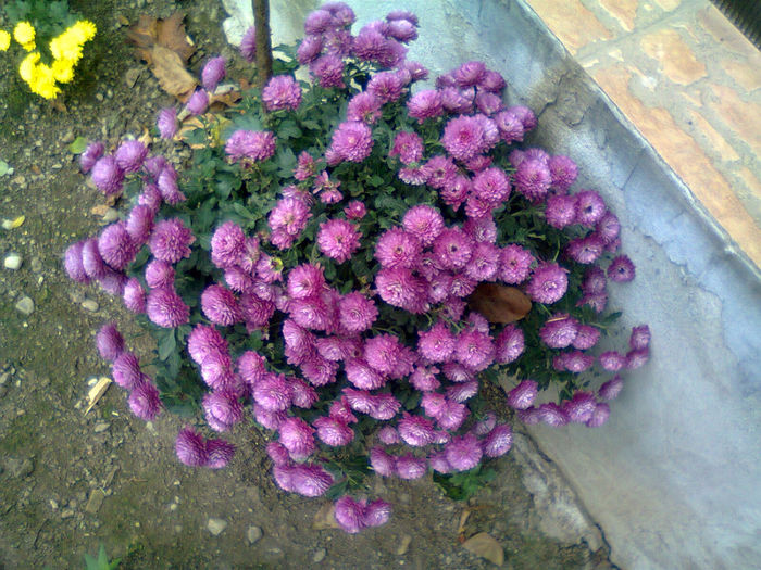 Fotografie2543 - Crizanteme-tufanici