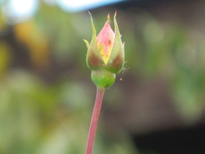 DSCN8395