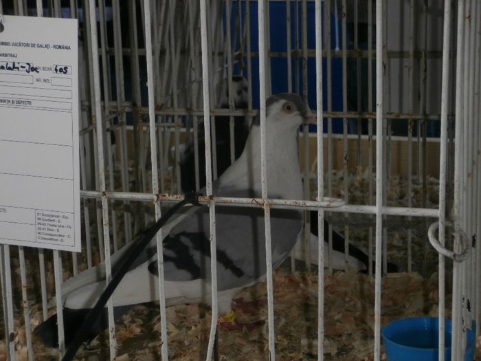 PB150104 - S- ExpoFauna Bucuresti 2013