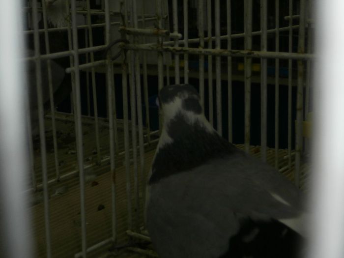 Galatean cu Ochi Telescopici