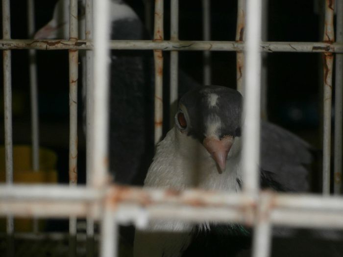 Galatean cu Ochi Telescopici