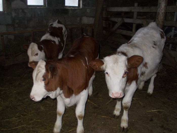 DSCN0142 - vitelele mele