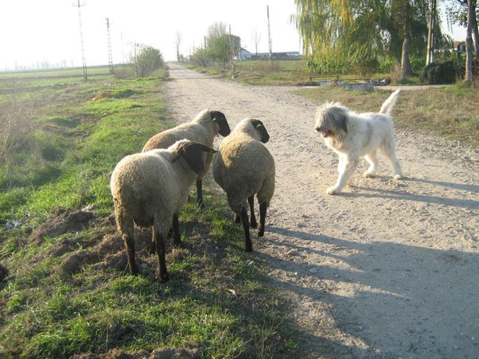 vanduti la Slatina lui Adi