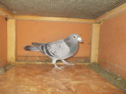 0480228-09 M loc 1 jud viteza si loc 16 Uzdowo maraton Ostahie Ioan