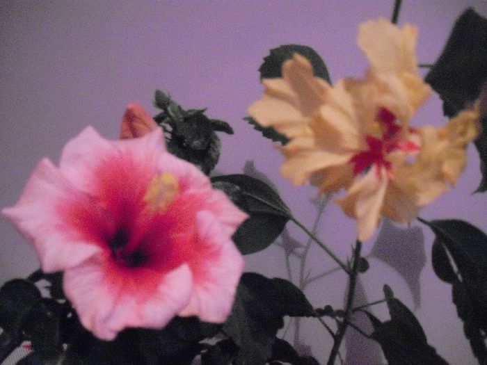 DSCF1576