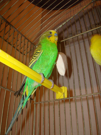 4 - 11- Papagali Perusi