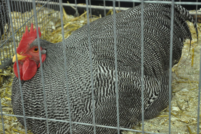 DSC_0360