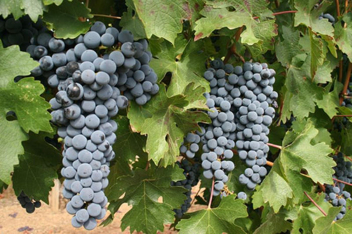 Cabernet-Sauvignon-Grapes - VITA DE VIE-Cabernet-Sauvignon