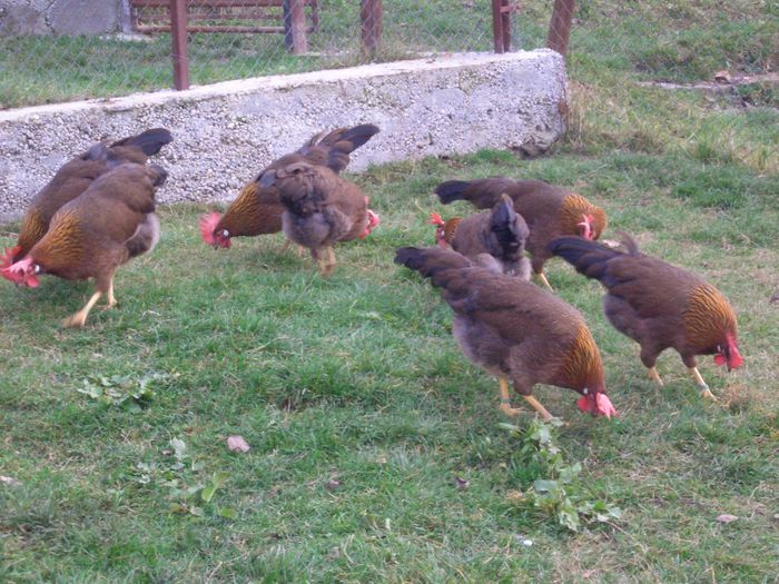 2013 - ITALIAN POTARNICHIU