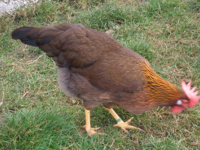 Campioana  nationala 2013 Bucuresti