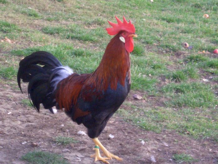 Campion national 2013  bucuresti