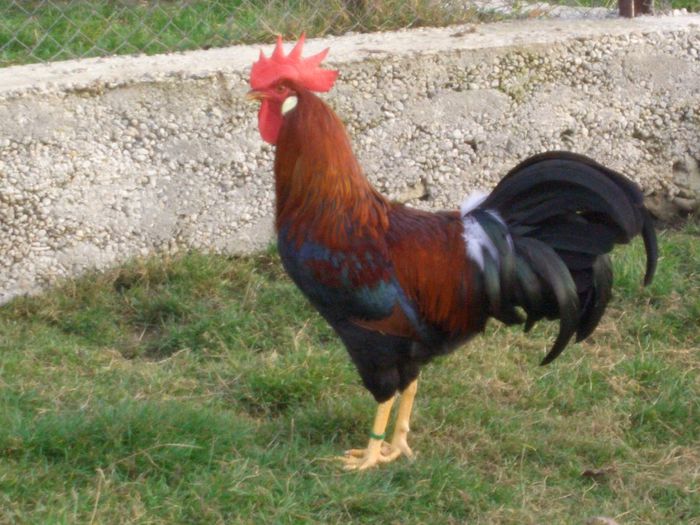 Campion national 2013 Bucuresti