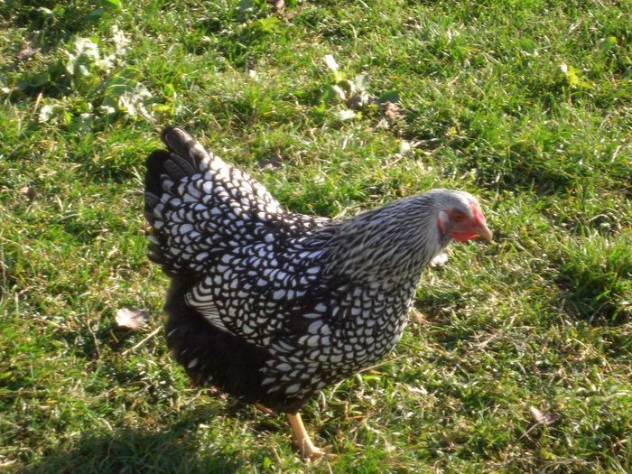 2013 - WIANDOTTE ARGINTIU