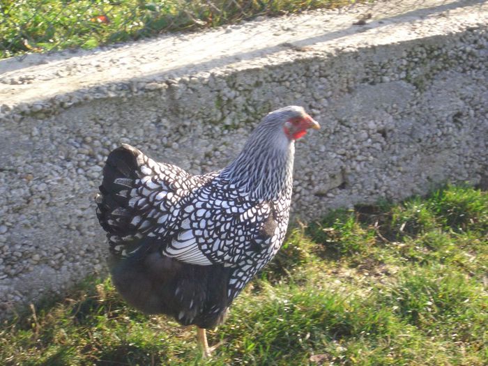 2013 - WIANDOTTE ARGINTIU