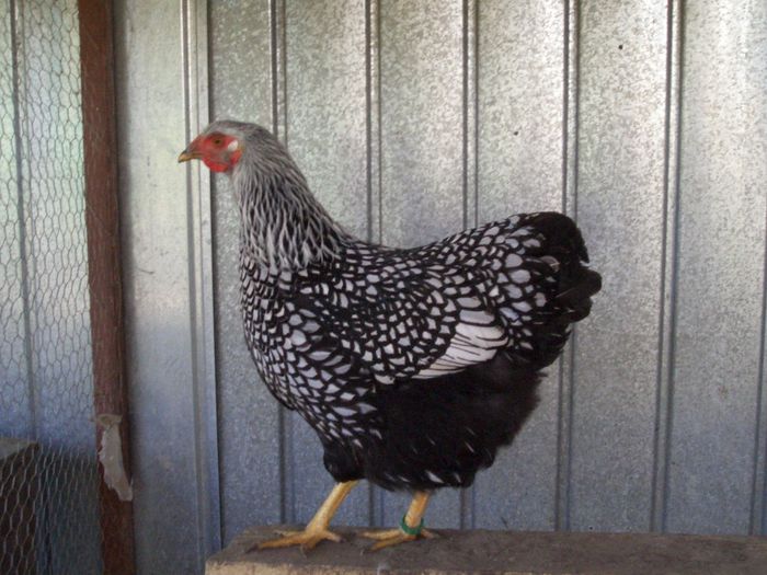 2013 - WIANDOTTE ARGINTIU