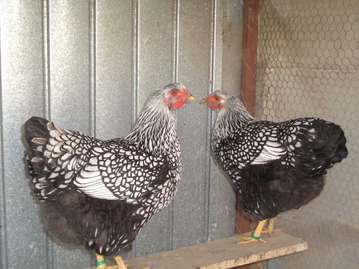 2013 - WIANDOTTE ARGINTIU