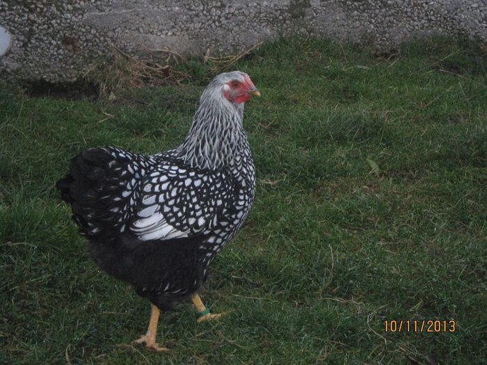 2013 - WIANDOTTE ARGINTIU