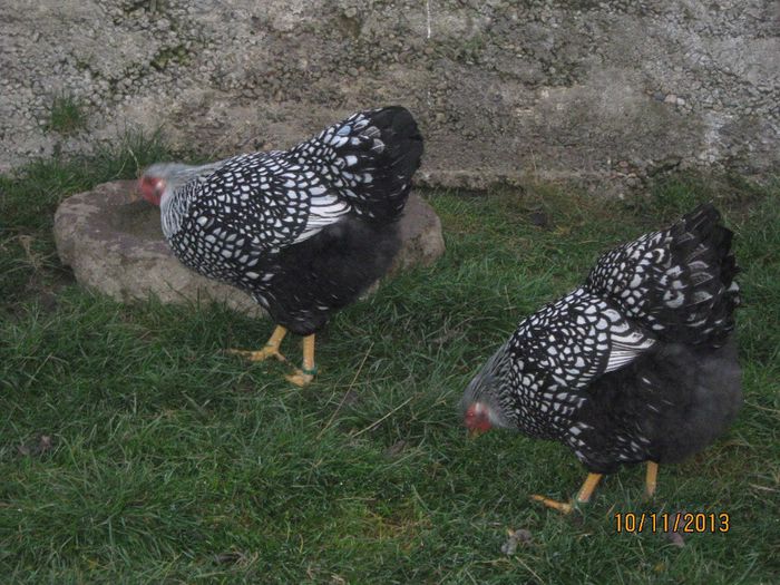 2013 - WIANDOTTE ARGINTIU