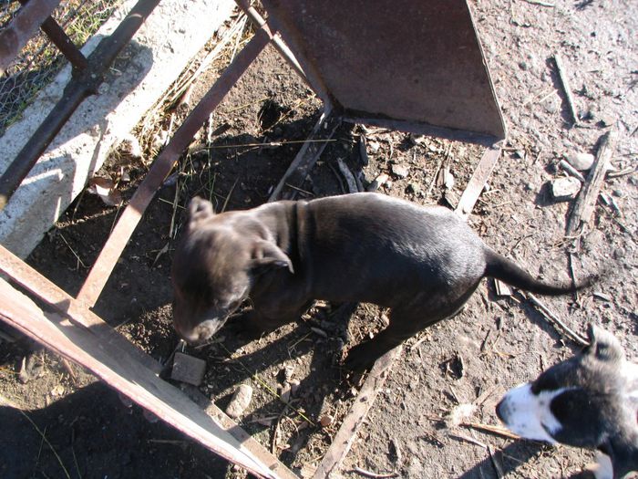 pui 2 luni pitbull 002