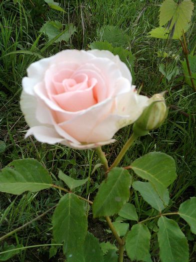 trandafir; roz
