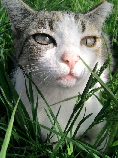 buti; ce verde e ...
