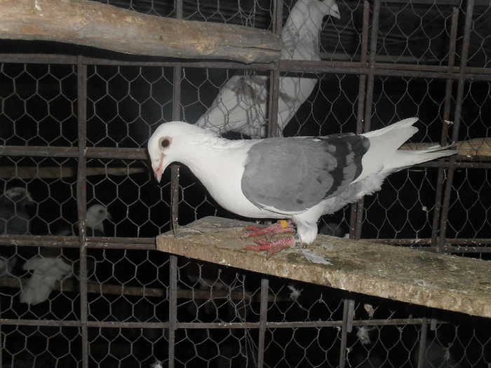 SDC15700