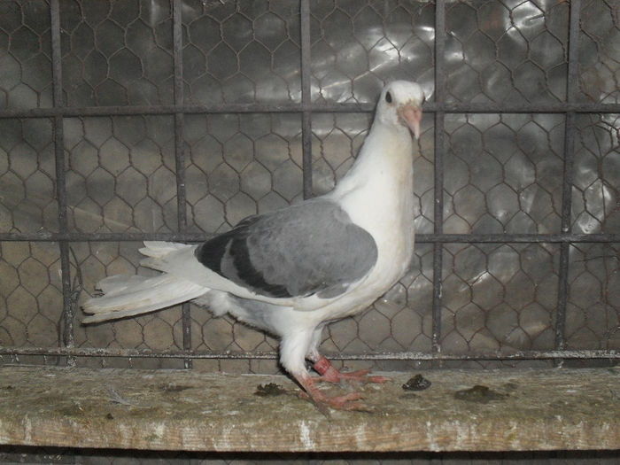 SDC15709